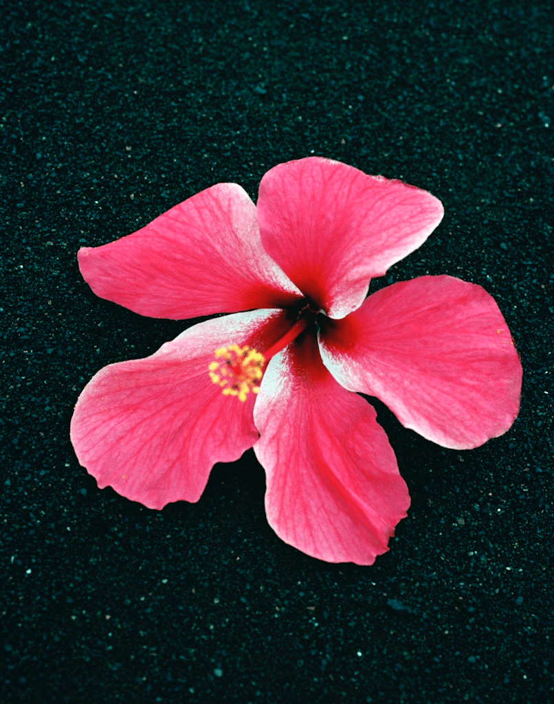 hibiscus1blacksandMASTER